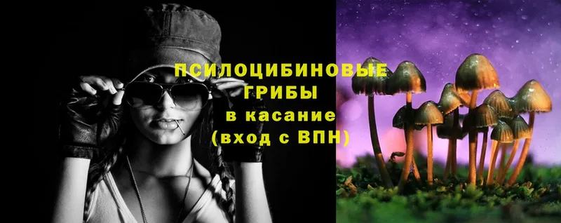 Псилоцибиновые грибы Cubensis  Елец 