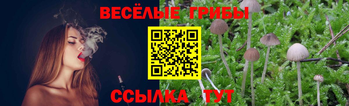 Псилоцибиновые грибы Psilocybe Елец